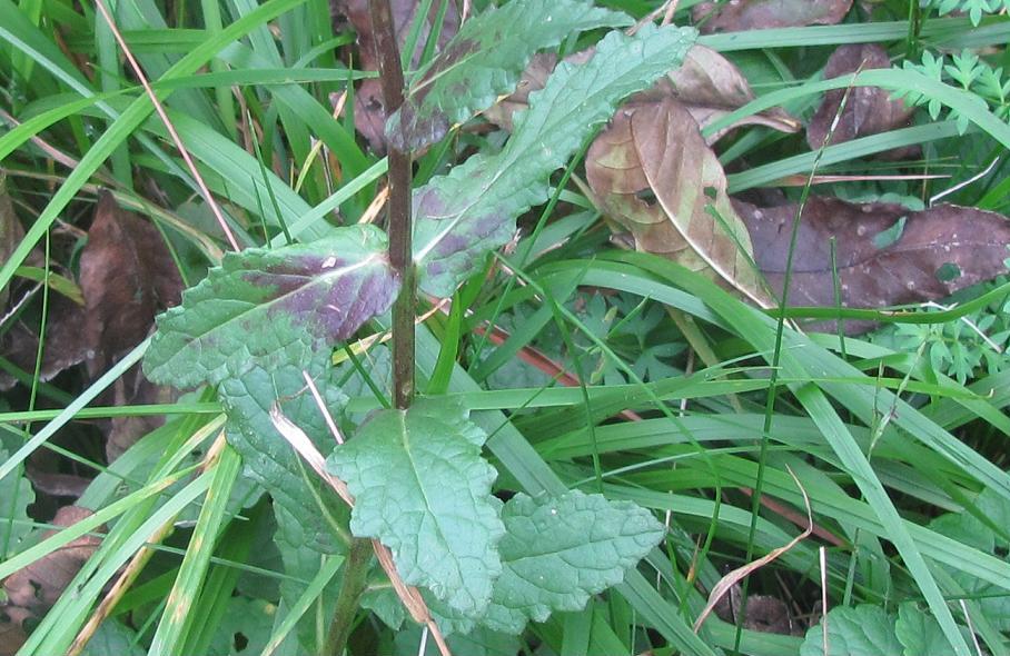 Verbascum blattaria / Verbasco polline